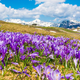 Posnemite čudovite planine pokrite z živopisanimi cvetovi – Velika planina ali Golica sta najlepši spomladi